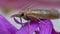 Moth with a proboscis.