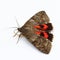 Moth - Red Underwing (Catocala nupta) over white