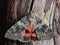 Moth - Red Underwing (Catocala nupta) on tree