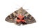 Moth - Red Underwing (Catocala nupta) on white