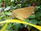 A moth from the side view stand on a yellow leaf