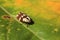 A moth sits on a leaf