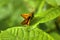 The moth sitting on a leaf of a tree