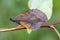 Moth sitting on twig in meadow