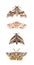 Moth study