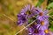 Moth sucking nectar from a purple wildflower in full bloom