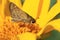 Moth on Sunflower