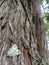 Moth on tree bark