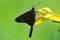 Moth Urbanus dorantes on leaf with blurred green background