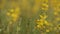 Moth on yellow lupine flowers flies away