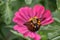 Moth on a zinnia flower that`s missing peddles