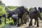 A mother African bush elephant in a herd gets aggressive
