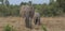 Mother african elephant leads baby in the wild Ol Pejeta Conservancy Kenya