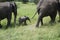 Mother African elephant matriarch with baby elephant  In Tarangire area of Tanzania, Africa