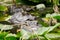 Mother Alligator with babies on her back; Okefenokee Swamp