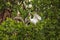 Mother American white ibis Eudocimus albus feeds a juvenile baby