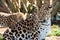 Mother Amur Leopard Protecting Cub