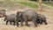 Mother Asian elephant walking by with two calfs, family portrait of elephants, Endangered animal specie from Asia