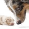 Mother Australian Shepherd and its puppy