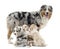 Mother Australian shepherd with three puppies