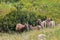 Mother and Babies Big Horn Sheep in a Meadow with Wild Flowers in Rocky Mountain National Park