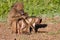 Mother baboon searching for ticks and fleas