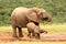 Mother and baby African elephant, South Africa