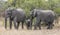 Mother and baby African elephants, Loxodanta Africana, up close with natural African landscape in background