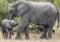 Mother and baby African elephants, Loxodanta Africana, up close with natural African landscape in background