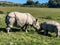 Mother and baby asian rhinos in grassy field