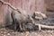 Mother and baby babirusa