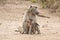 Mother and baby baboon, Kruger, South Africa