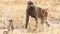 Mother and baby baboon in Masai Mara