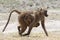 Mother and baby baboon walking in Chobe riverfront