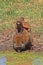 Mother and baby baboons