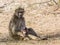 Mother and baby baboons in the bush, Kruger Park