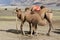 Mother and baby bactrian camel in desert Nubra valley