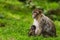 Mother and baby Barbary macaques