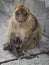 Mother and Baby Barbary Macaques