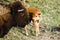 Mother and baby Bison