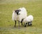 Mother and baby black face sheep isle of Mull Scotland uk with horns and white and black legs