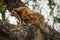 Mother and baby black howler monkeys climbing