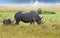 Mother and baby Black Rhinoceros on the plains in the masai mara