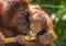Mother and baby Bornean orangutans (Pongo pygmaeus)