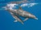 Mother and baby bottlenose dolphins swimming underwater in the s