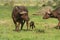 Mother and Baby Buffalo