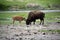 Mother and baby buffalo