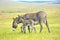 Mother and Baby Burro