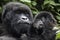 Mother and baby, Bwindi Impenetrable Forest in Uganda