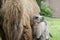 Mother and baby camel 3